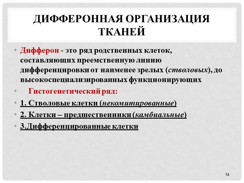 Дифферонная организация тканей  Дифферон - это ряд родственных клеток, составляющих преемственную линию дифференцировки